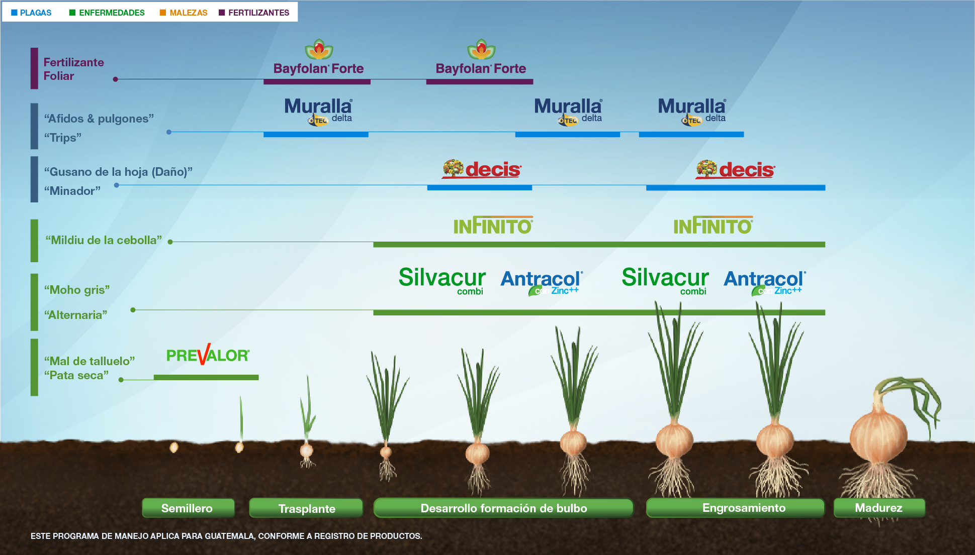 Fenología Arroz